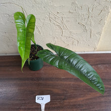Load image into Gallery viewer, #R31 Philodendron Felix