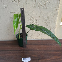Load image into Gallery viewer, #R31 Philodendron Felix