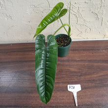 Load image into Gallery viewer, #R31 Philodendron Felix