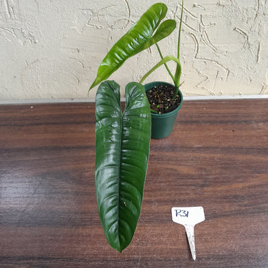 #R31 Philodendron Felix