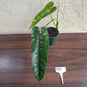 #R31 Philodendron Felix