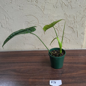 #R31 Philodendron Felix