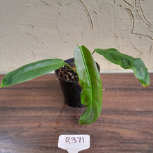 Load image into Gallery viewer, #R371 Philodendron Patriciae