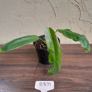 #R371 Philodendron Patriciae