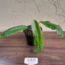 Load image into Gallery viewer, #R371 Philodendron Patriciae