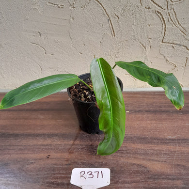 #R371 Philodendron Patriciae