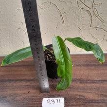 Load image into Gallery viewer, #R371 Philodendron Patriciae