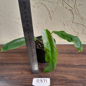 #R371 Philodendron Patriciae