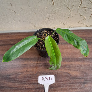 #R371 Philodendron Patriciae