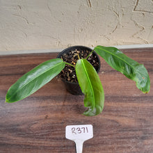 Load image into Gallery viewer, #R371 Philodendron Patriciae
