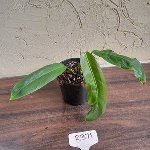 #R371 Philodendron Patriciae
