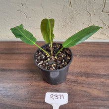 Load image into Gallery viewer, #R371 Philodendron Patriciae