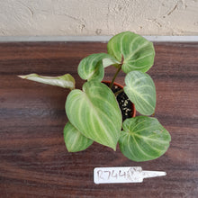 Load image into Gallery viewer, #R744 Philodendron Tinkle Bell