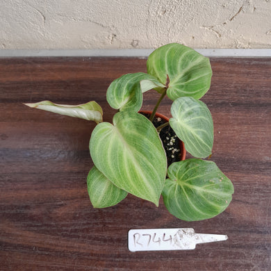 #R744 Philodendron Tinkle Bell