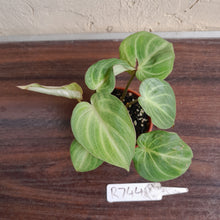 Load image into Gallery viewer, #R744 Philodendron Tinkle Bell