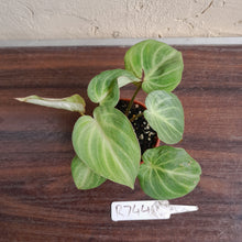 Load image into Gallery viewer, #R744 Philodendron Tinkle Bell