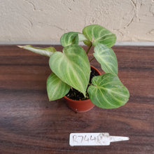 Load image into Gallery viewer, #R744 Philodendron Tinkle Bell