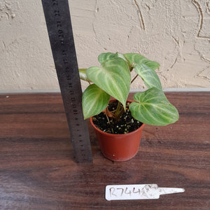 #R744 Philodendron Tinkle Bell