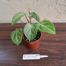 Load image into Gallery viewer, #R744 Philodendron Tinkle Bell
