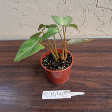 Load image into Gallery viewer, #R744 Philodendron Tinkle Bell
