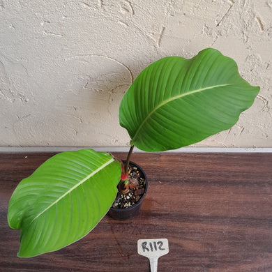 #R112 Philodendron Geniculatum