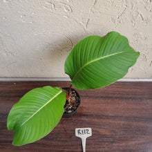 Load image into Gallery viewer, #R112 Philodendron Geniculatum