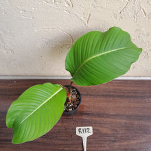 Load image into Gallery viewer, #R112 Philodendron Geniculatum