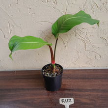 Load image into Gallery viewer, #R112 Philodendron Geniculatum