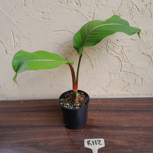 #R112 Philodendron Geniculatum