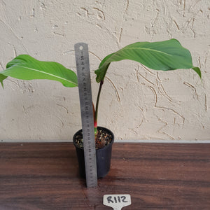 #R112 Philodendron Geniculatum