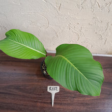 Load image into Gallery viewer, #R112 Philodendron Geniculatum