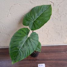 Load image into Gallery viewer, #R31 Philodendron Majestic