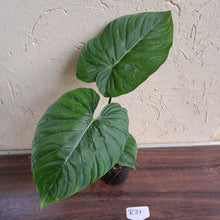 Load image into Gallery viewer, #R31 Philodendron Majestic
