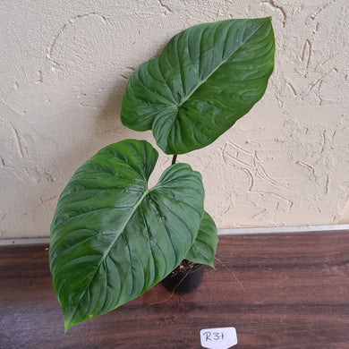 #R31 Philodendron Majestic