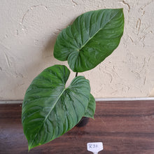 Load image into Gallery viewer, #R31 Philodendron Majestic