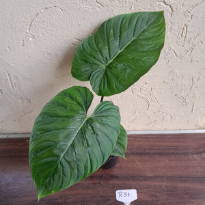 #R31 Philodendron Majestic