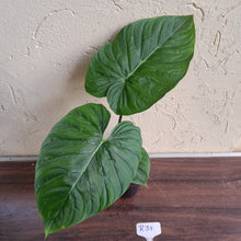 Load image into Gallery viewer, #R31 Philodendron Majestic