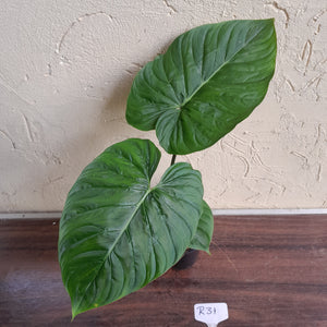 #R31 Philodendron Majestic