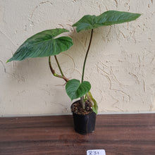 Load image into Gallery viewer, #R31 Philodendron Majestic