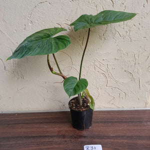 #R31 Philodendron Majestic