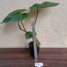 Load image into Gallery viewer, #R31 Philodendron Majestic