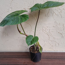 Load image into Gallery viewer, #R31 Philodendron Majestic