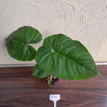 Load image into Gallery viewer, #R31 Philodendron Majestic