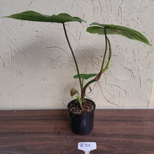 Load image into Gallery viewer, #R31 Philodendron Majestic