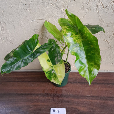 #R17 Variegated Philodendron Burle Marx