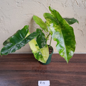 #R17 Variegated Philodendron Burle Marx