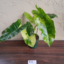 Load image into Gallery viewer, #R17 Variegated Philodendron Burle Marx