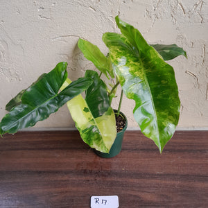 #R17 Variegated Philodendron Burle Marx