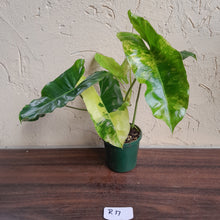 Load image into Gallery viewer, #R17 Variegated Philodendron Burle Marx