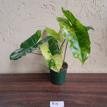 Load image into Gallery viewer, #R17 Variegated Philodendron Burle Marx
